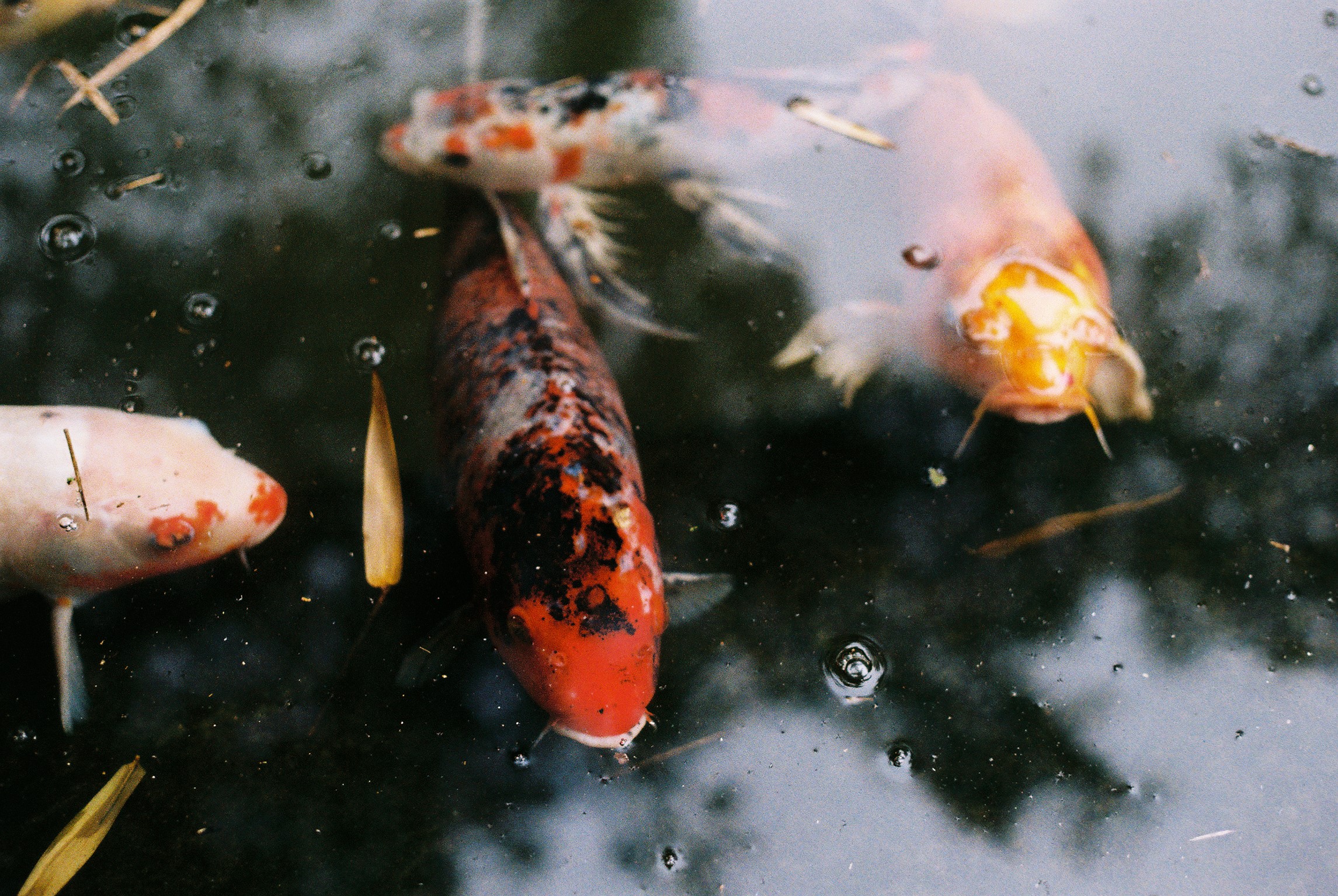 Cordell Bank Marine Reserve
